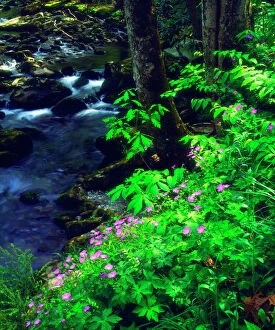 Images Dated 6th May 2014: USA, Tennessee, Wildflowers along a stream in The Great Smoky Mountains