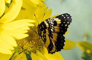 USA, Texas, Brooks County Border patch butterfly on cowpen daisy Chlosyne lacinia) USA, Texas, Brooks County Border patch butterfly on cowpen daisy Chlosyne lacinia)