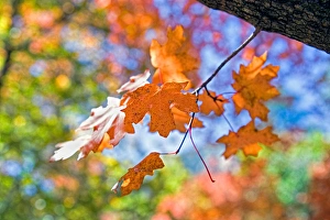 USA, Texas, Guadalupe Mountains National Park. Autumn colors in Guadalupe Mountains USA, Texas, Guadalupe Mountains National Park. Autumn colors in Guadalupe Mountains