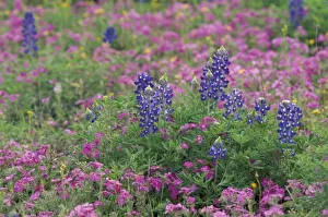 USA, Texas Hill Country. Bluebonnets among phlox USA, Texas Hill Country. Bluebonnets among phlox