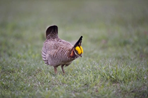 USA, Texas, Panhandle, Canadian. Male lesser prairie chicken struts and displays at a lek USA, Texas, Panhandle, Canadian. Male lesser prairie chicken struts and displays at a lek