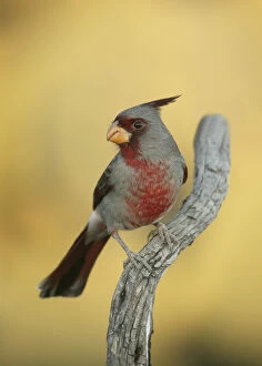 Images Dated 15th December 2003: USA, Texas, Roma. Close-up of male phyrrhuloxia bird on tree branch