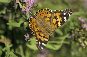 USA, Texas, Santa Ana NWR Painted Lady on blue mist (Vanessa cardui) USA, Texas, Santa Ana NWR Painted Lady on blue mist (Vanessa cardui)