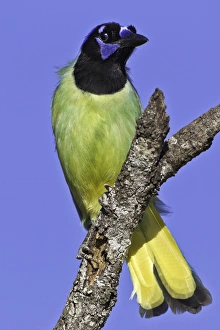 USA, Texas, Santa Clara Ranch. Green jay on limb USA, Texas, Santa Clara Ranch. Green jay on limb