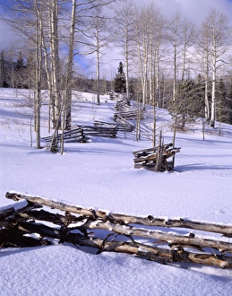 USA, Utah, Aspen Trees, Snow, Winter, Log Fence USA, Utah, Aspen Trees, Snow, Winter, Log Fence