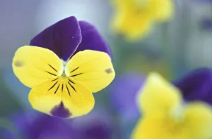 USA, Utah, Cache Valley Detail of a Johnny Jump Up (Viola tricolor) in a garden USA, Utah, Cache Valley Detail of a Johnny Jump Up (Viola tricolor) in a garden