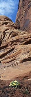 USA, Utah, Moab, Arches National Park, Sandstone monuments with yellow wildflowers USA, Utah, Moab, Arches National Park, Sandstone monuments with yellow wildflowers