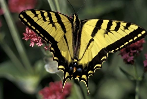 USA, Utah Two-tailed swallowtail butterfly (Papilio multicaudata) on red valerian USA, Utah Two-tailed swallowtail butterfly (Papilio multicaudata) on red valerian