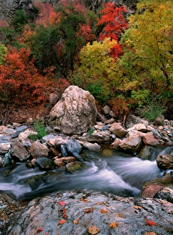 USA, Utah, Wasatch-Cache NF, Big Cottonwood Creek, Fall foliage USA, Utah, Wasatch-Cache NF, Big Cottonwood Creek, Fall foliage