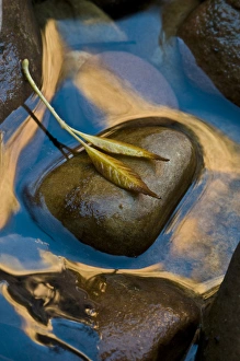 USA, Utah, Zion National Park. Leaf on rock in water USA, Utah, Zion National Park. Leaf on rock in water