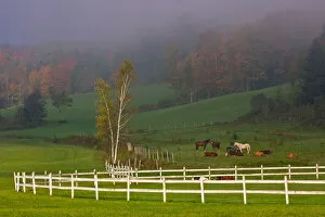 Images Dated 5th October 2005: USA, Vermont, Near Grandville, Horses in fields