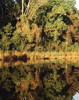 USA, Virginia, View of marsh at sunrise in Jamestown island USA, Virginia, View of marsh at sunrise in Jamestown island