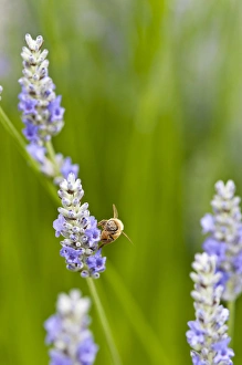 USA, WA. Cultivated worldwide lavender is used for cosmetic, medicinal and culinary applications USA, WA. Cultivated worldwide lavender is used for cosmetic, medicinal and culinary applications