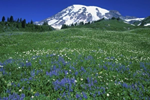 USA, WA, Mt. Rainier NP, Lupine & Mt. Rainier USA, WA, Mt. Rainier NP, Lupine & Mt. Rainier