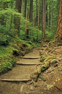 USA, WA, Olympic NP, Sol Duc Falls area. Sol Duc Falls Trail USA, WA, Olympic NP, Sol Duc Falls area. Sol Duc Falls Trail