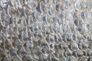 USA, Washington. Detail abstract of fish scales USA, Washington. Detail abstract of fish scales