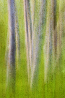 USA, Washington. Alder tree abstract. Credit as: Don Paulson / Jaynes Gallery / DanitaDelimont USA, Washington. Alder tree abstract. Credit as: Don Paulson / Jaynes Gallery / DanitaDelimont