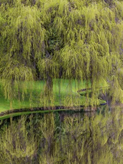 USA, Washington, Bainbridge Island. Weeping willow and pond USA, Washington, Bainbridge Island. Weeping willow and pond