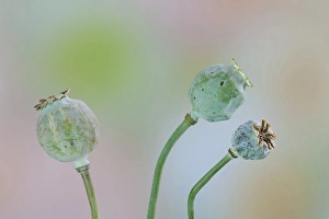 USA, Washington. Close-up of colorful poppy seed heads on stems USA, Washington. Close-up of colorful poppy seed heads on stems