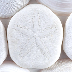 USA, Washington. Close-up of sea shells and sand dollar USA, Washington. Close-up of sea shells and sand dollar