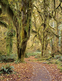 USA, Washington, Hoh Rain Forest, Olympic National Park USA, Washington, Hoh Rain Forest, Olympic National Park
