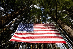 USA, Washington, Large American flag hanging from Douglas Fir trees in rainforest USA, Washington, Large American flag hanging from Douglas Fir trees in rainforest