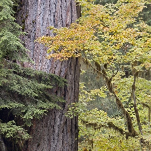 USA, Washington, Quinault. Forest scenic. Credit as: Don Paulson / Jaynes Gallery / DanitaDelimont USA, Washington, Quinault. Forest scenic. Credit as: Don Paulson / Jaynes Gallery / DanitaDelimont