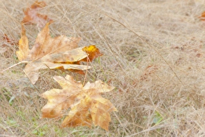USA, Washington, Quinault. Maple leaves in grass USA, Washington, Quinault. Maple leaves in grass