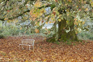 USA, Washington, Quinault. Metal bench under maple tree USA, Washington, Quinault. Metal bench under maple tree