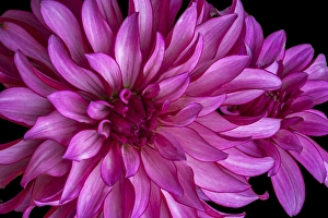USA, Washington, Sammamish, Pink Flower, Digitally Altered USA, Washington, Sammamish, Pink Flower, Digitally Altered