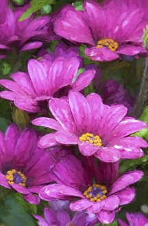 USA, Washington, Sammamish, Pink Flowers in a Row, Digitally Altered USA, Washington, Sammamish, Pink Flowers in a Row, Digitally Altered