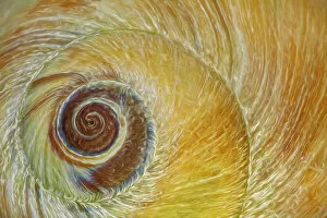 Images Dated 8th October 2011: USA, Washington, Seabeck. Abstract of moon snail shell close-up