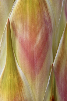 USA, Washington, Seabeck. Close-up of flower petals USA, Washington, Seabeck. Close-up of flower petals
