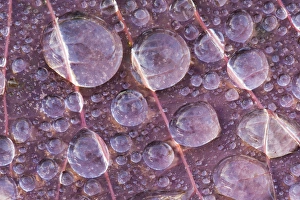 USA, Washington, Seabeck. Detail of dew drops on a leaf USA, Washington, Seabeck. Detail of dew drops on a leaf