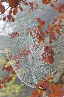USA, Washington, Seabeck. Dew on spiderweb in tree USA, Washington, Seabeck. Dew on spiderweb in tree