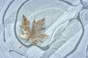 USA, Washington, Seabeck. Frosty maple leaf on ice USA, Washington, Seabeck. Frosty maple leaf on ice