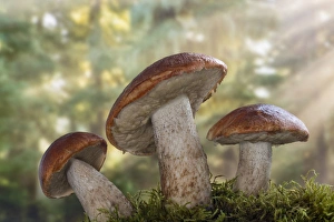 USA, Washington, Seabeck. Leccinum insigne, mushroom, Pacific Northwest, Seabeck USA, Washington, Seabeck. Leccinum insigne, mushroom, Pacific Northwest, Seabeck