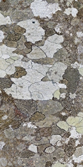 USA, Washington, Seabeck. Tree bark with lichen growth USA, Washington, Seabeck. Tree bark with lichen growth
