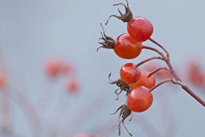 USA, Washington, Seabeck. Wild rose hips in winter USA, Washington, Seabeck. Wild rose hips in winter