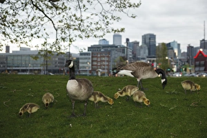 USA, Washington, Seattle, South Lake Union Park, a family of Canada Geese (Branta USA, Washington, Seattle, South Lake Union Park, a family of Canada Geese (Branta