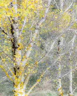 2022-08-19 Danita Delimont Dist 2325 images Collection: USA, Washington State, Bellevue birch trees with golden fall colors