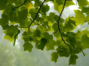2022-08-19 Danita Delimont Dist 2325 images Collection: USA, Washington State, Bellevue Ginkgo Tree green leaves