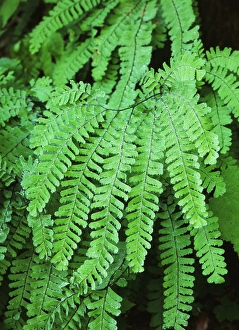 USA, Washington State, Dew covered fern at Mt. Rainier National Park USA, Washington State, Dew covered fern at Mt. Rainier National Park
