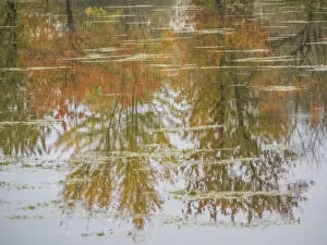 2022-08-19 Danita Delimont Dist 2325 images Collection: USA, Washington State, Fall City and fall colored trees in reflection Snoqualmie River
