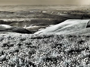 2022-08-19 Danita Delimont Dist 2325 images Collection: USA, Washington State. Infrared capture Spring wildflowers and hills