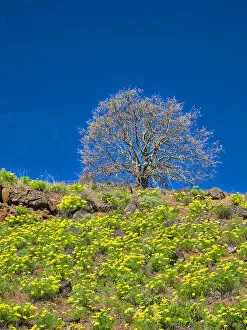 2022-08-19 Danita Delimont Dist 2325 images Collection: USA, Washington State. Lone Tree on hillside with spring wildflowers
