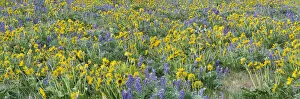 2022-08-19 Danita Delimont Dist 2325 images Collection: USA, Washington State. Panorama of Columbia River Gorge covered in arrowleaf balsamroot and lupine
