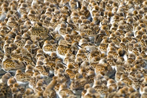 USA, Washington State. An pattern of shorebirds, mostly western sandpiper and a few dunlin USA, Washington State. An pattern of shorebirds, mostly western sandpiper and a few dunlin