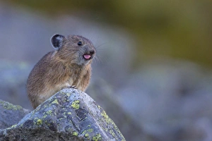 USA, Washington State. Pika (Ochotona princeps), a non-hibernating mammal closely USA, Washington State. Pika (Ochotona princeps), a non-hibernating mammal closely