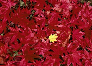 USA, Washington State, Seatle, Park Arboretun, Close up of Japanese maple leaf (Acer sp.) USA, Washington State, Seatle, Park Arboretun, Close up of Japanese maple leaf (Acer sp.)